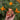 California Poppy Claw