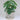 Carnation: Tall Plant Pot (5”)
