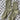Her Socks - Mercerized Combed Cotton Rib: Avocado