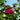 Strawberry Claw - Red Fruit Claw with Tortoise Acetate Snail
