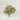 Scabiosa Pods – Naturally Air-Dried