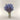 Dark Blue Lavender Bundle– Naturally Dried Florals