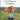 Floret Farm's Cut Flower Garden